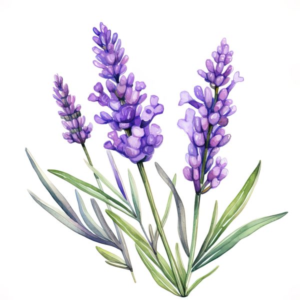 Watercolor Lavender Clipart: Purple Floral Illustrations (Digital Download) — image 1