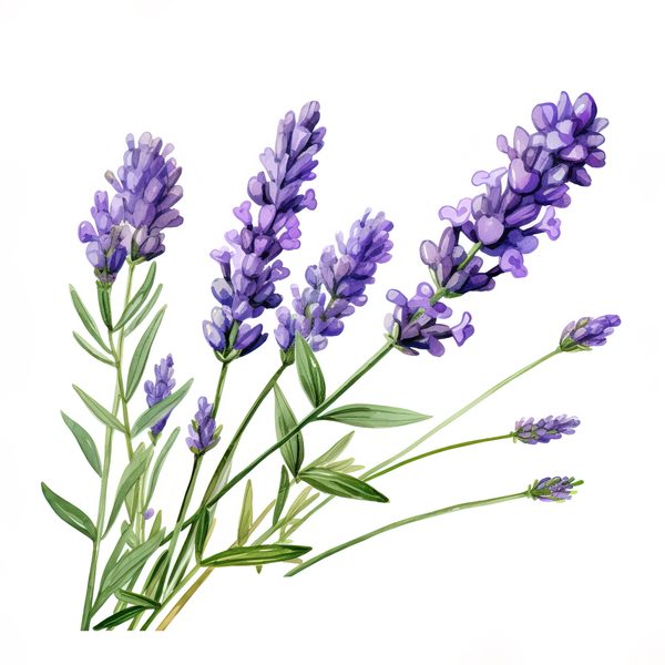 Watercolor Lavender Clipart: Purple Floral Illustrations (Digital Download) — image 2