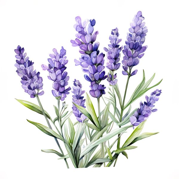 Watercolor Lavender Clipart: Purple Floral Illustrations (Digital Download) — image 9