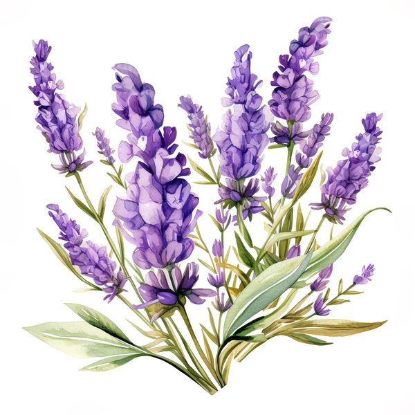 Watercolor Lavender Clipart: Purple Floral Illustrations (Digital Download) — image 10