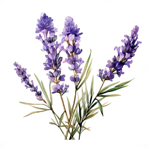 Watercolor Lavender Clipart: Purple Floral Illustrations (Digital Download) — image 13
