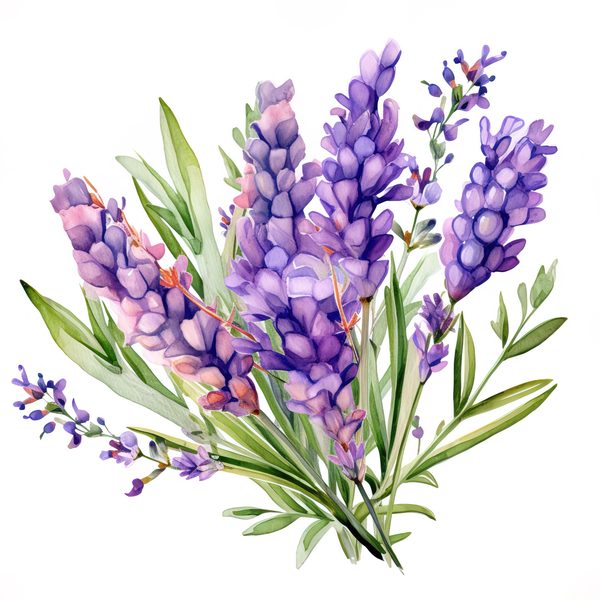Watercolor Lavender Clipart: Purple Floral Illustrations (Digital Download) — image 15
