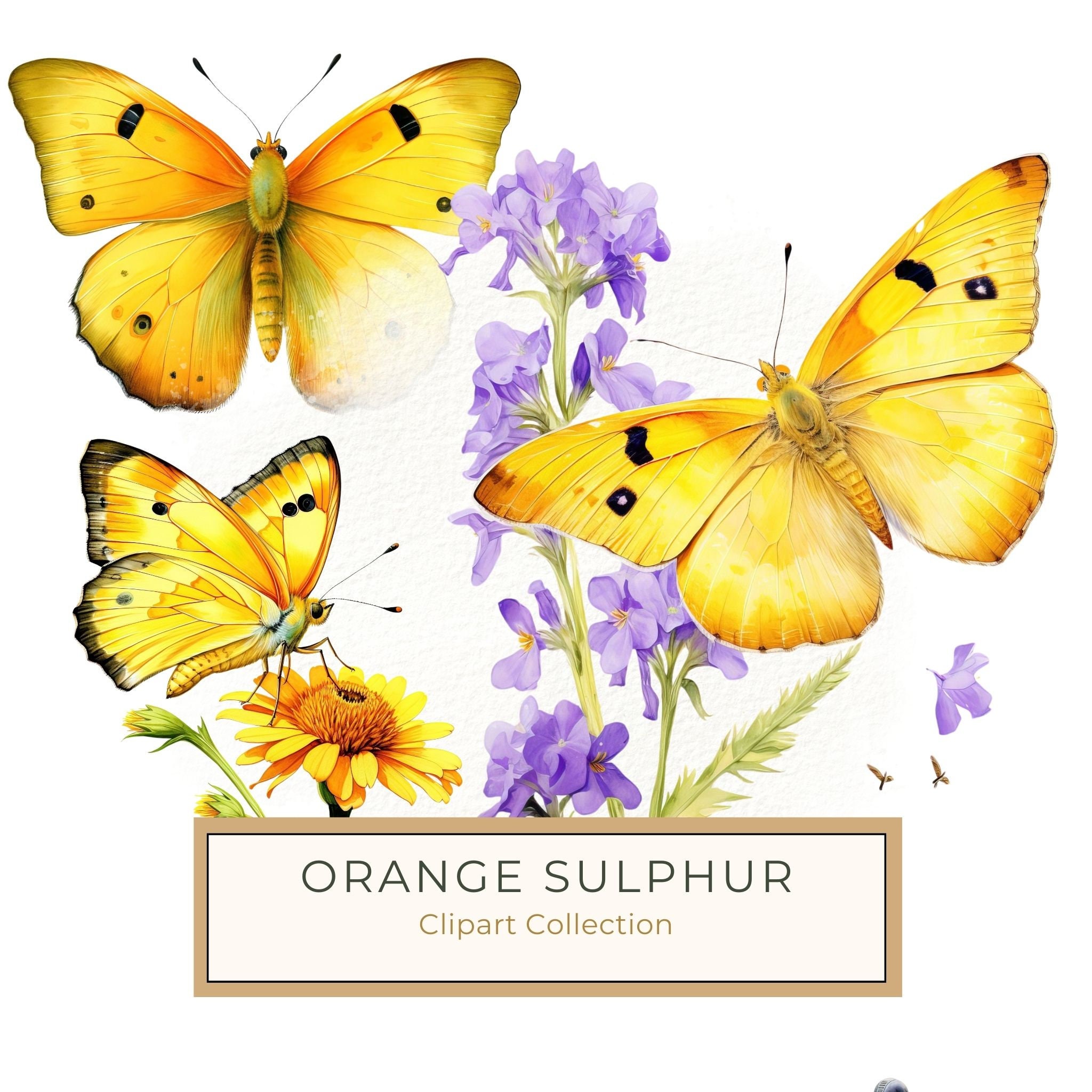 Watercolor Orange Sulphur Butterfly Clipart: Purple Flowers (JPG, PNG)