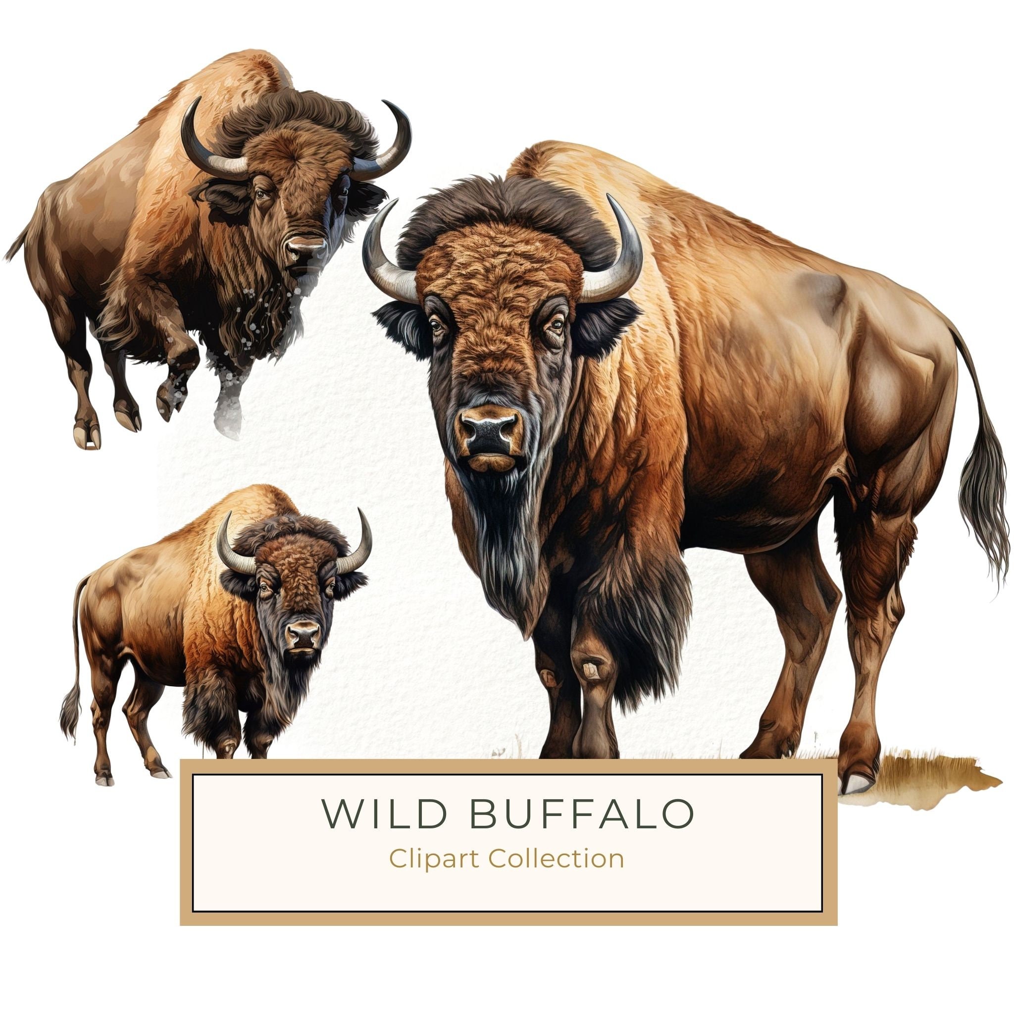 Watercolor Buffalo Clipart: Rustic Bison Illustrations (JPG, PNG Digital Download)