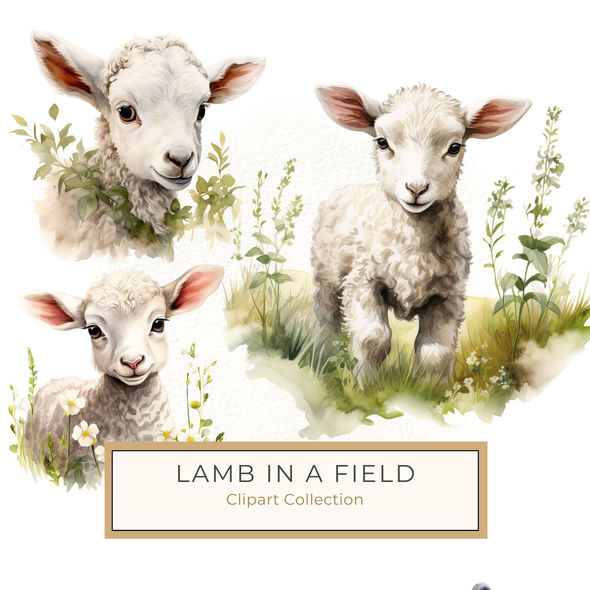 Watercolor Lamb Clipart: Wildflower Spring Illustrations (JPG, PNG Digital Download)