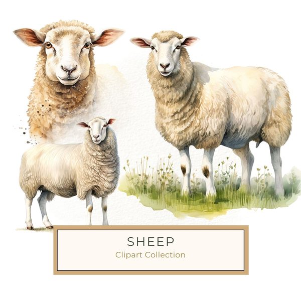 Watercolor Sheep Clipart: Rustic Farmhouse Illustration (JPG, PNG)