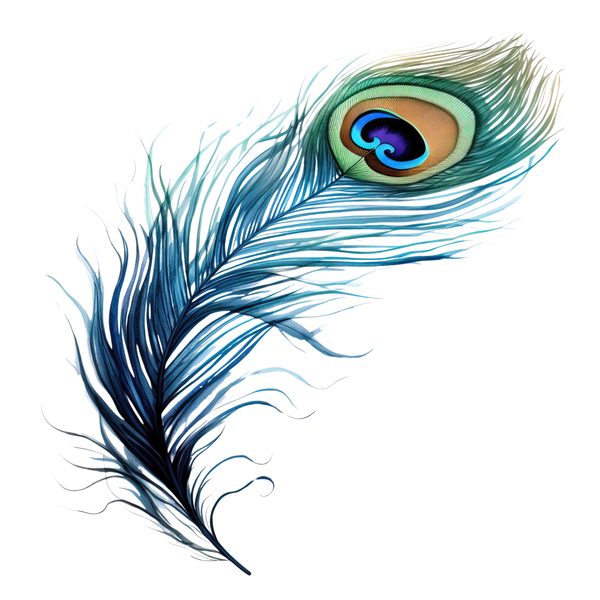 Watercolor Peacock Feather Clipart: PNG, JPG, Commercial Use — image 9