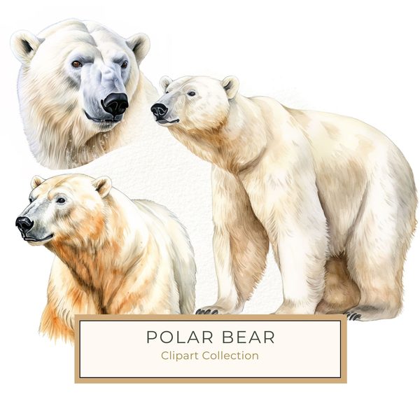 Watercolor Polar Bear Clipart, Animal PNG JPG (Digital Download)
