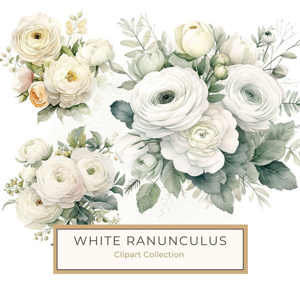 White Ranunculus Watercolor Clipart: Elegant Floral PNG (Commercial Use)