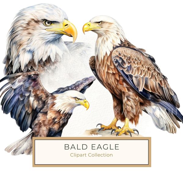 National Bald Eagle Clipart: US Patriotic Bird Symbol PNG, Art Printable (Commercial Use)