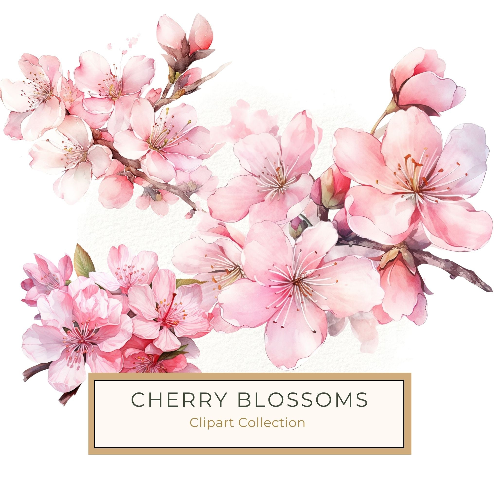 Watercolor Sakura Flowers Clipart: Pink Cherry Blossom Art (JPG, PNG)