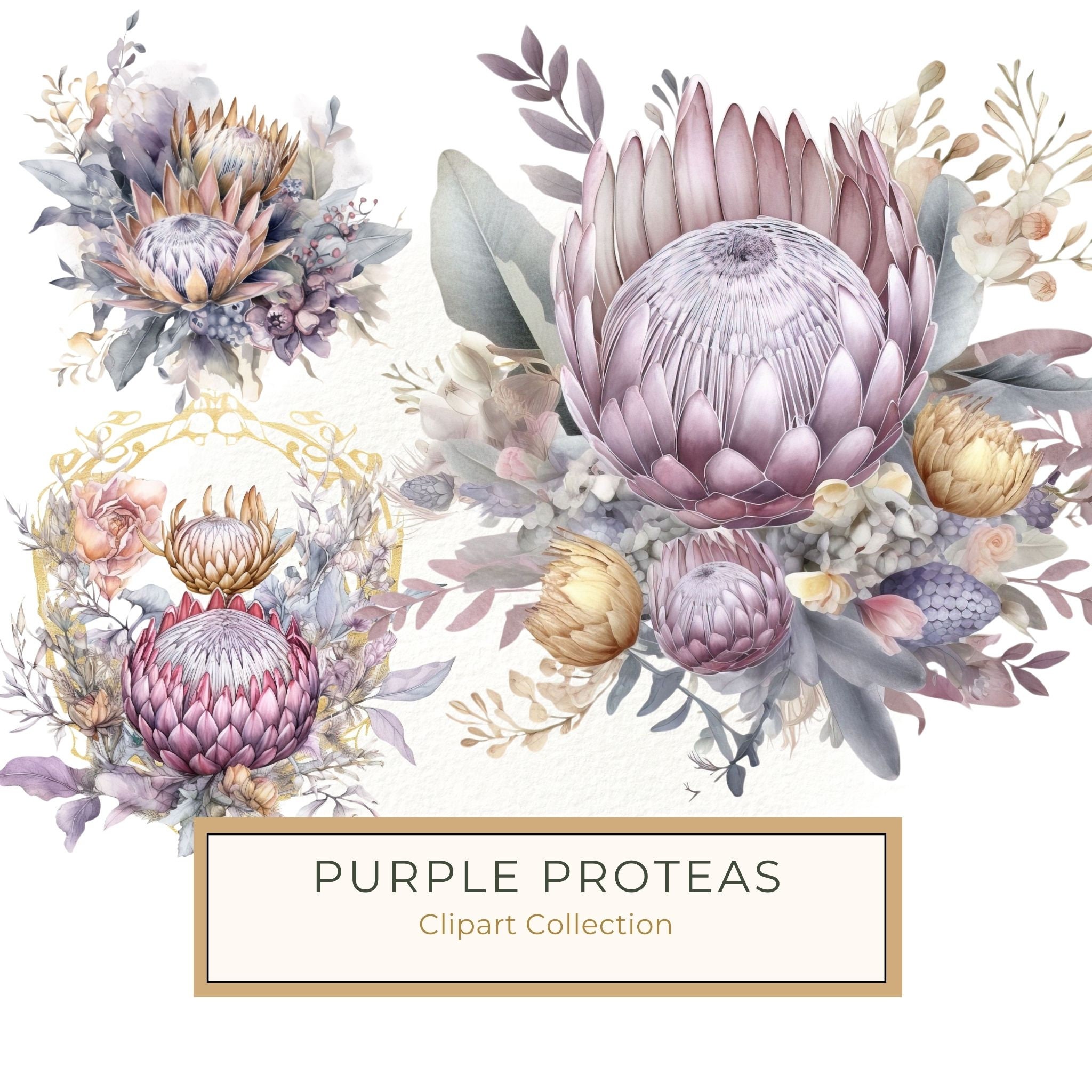 Watercolor Purple Protea Clipart Set: Transparent PNG Graphics (Commercial Use)