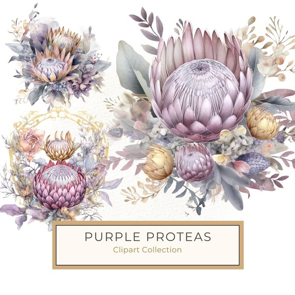 Watercolor Purple Protea Clipart Set: Transparent PNG Graphics (Commercial Use)