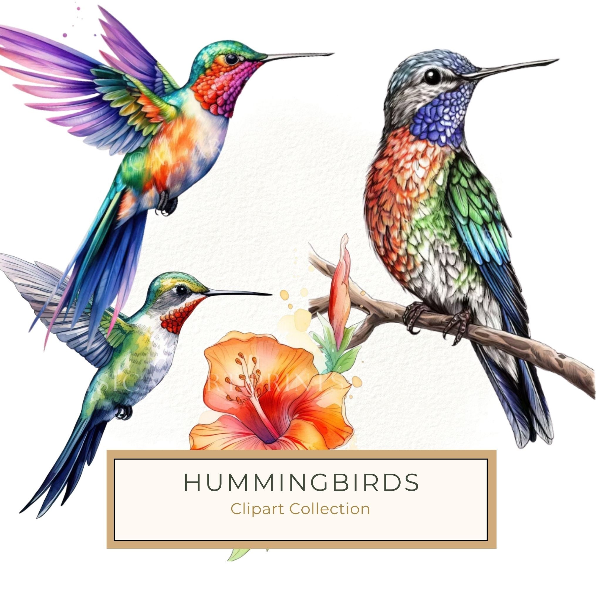 Watercolor Hummingbird Clipart: Vibrant DIY Craft Graphics (JPG, PNG)