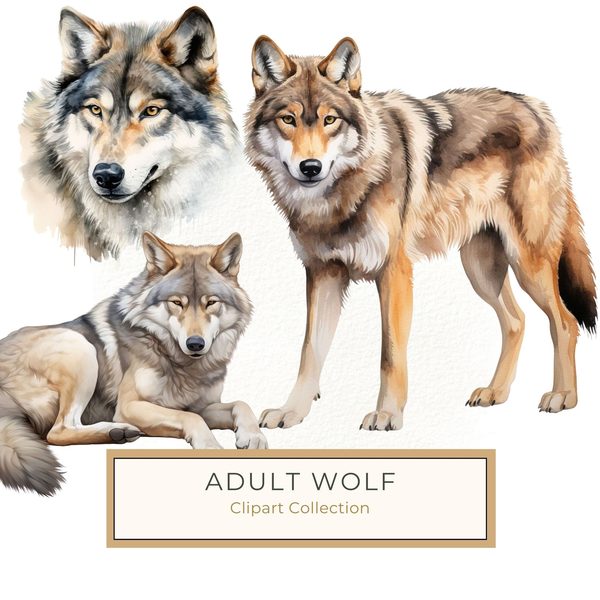 Watercolor Wolf Clipart: 10 PNG & JPG Images (Commercial Use)