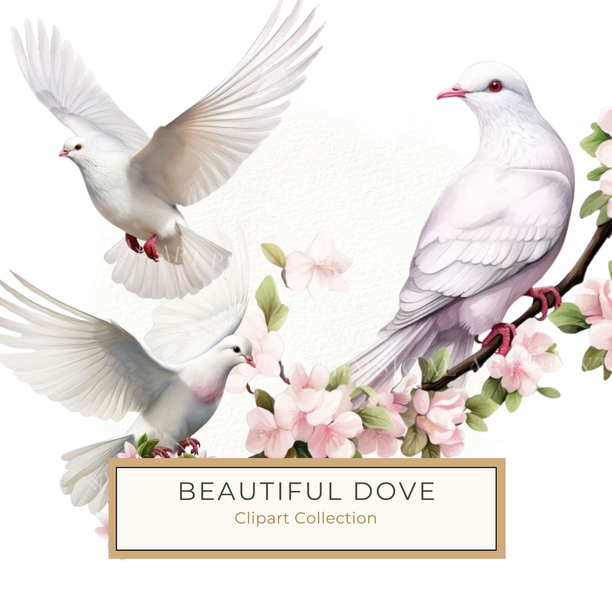 Watercolor White Dove Clipart: Blush Tones, Transparent PNG Graphics (Digital Download, Commercial Use)