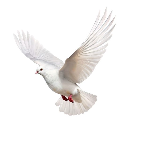 Watercolor White Dove Clipart: Blush Tones, Transparent PNG Graphics (Digital Download, Commercial Use) — image 6