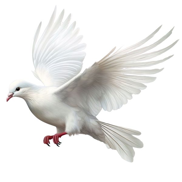 Watercolor White Dove Clipart: Blush Tones, Transparent PNG Graphics (Digital Download, Commercial Use) — image 8