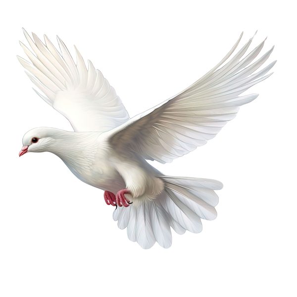 Watercolor White Dove Clipart: Blush Tones, Transparent PNG Graphics (Digital Download, Commercial Use) — image 10