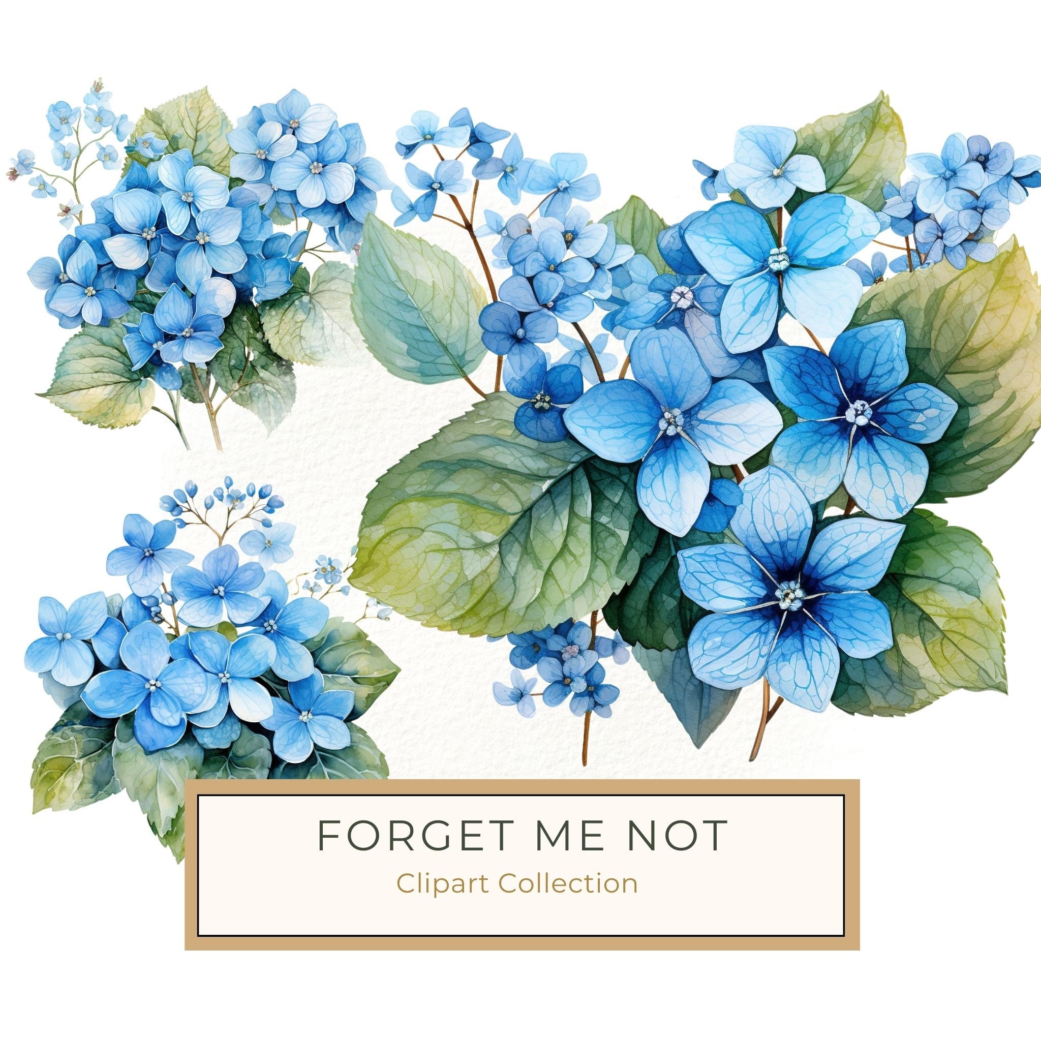Forget-Me-Not Watercolor Clipart: Blue Hydrangea, Floral Design (Digital Download)