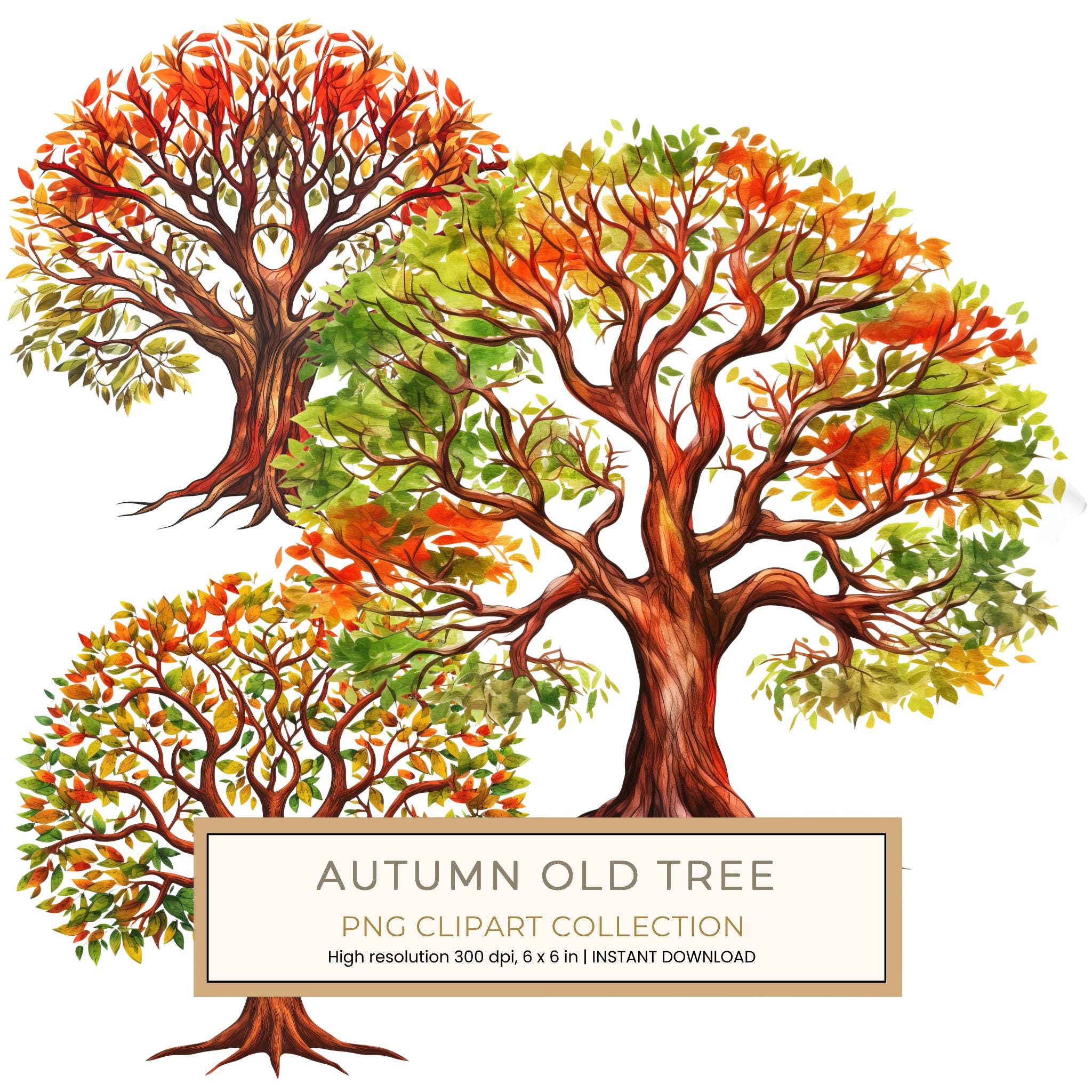 Watercolor Autumn Tree Clipart: Fall Colors, Family Tree (JPG, PNG)