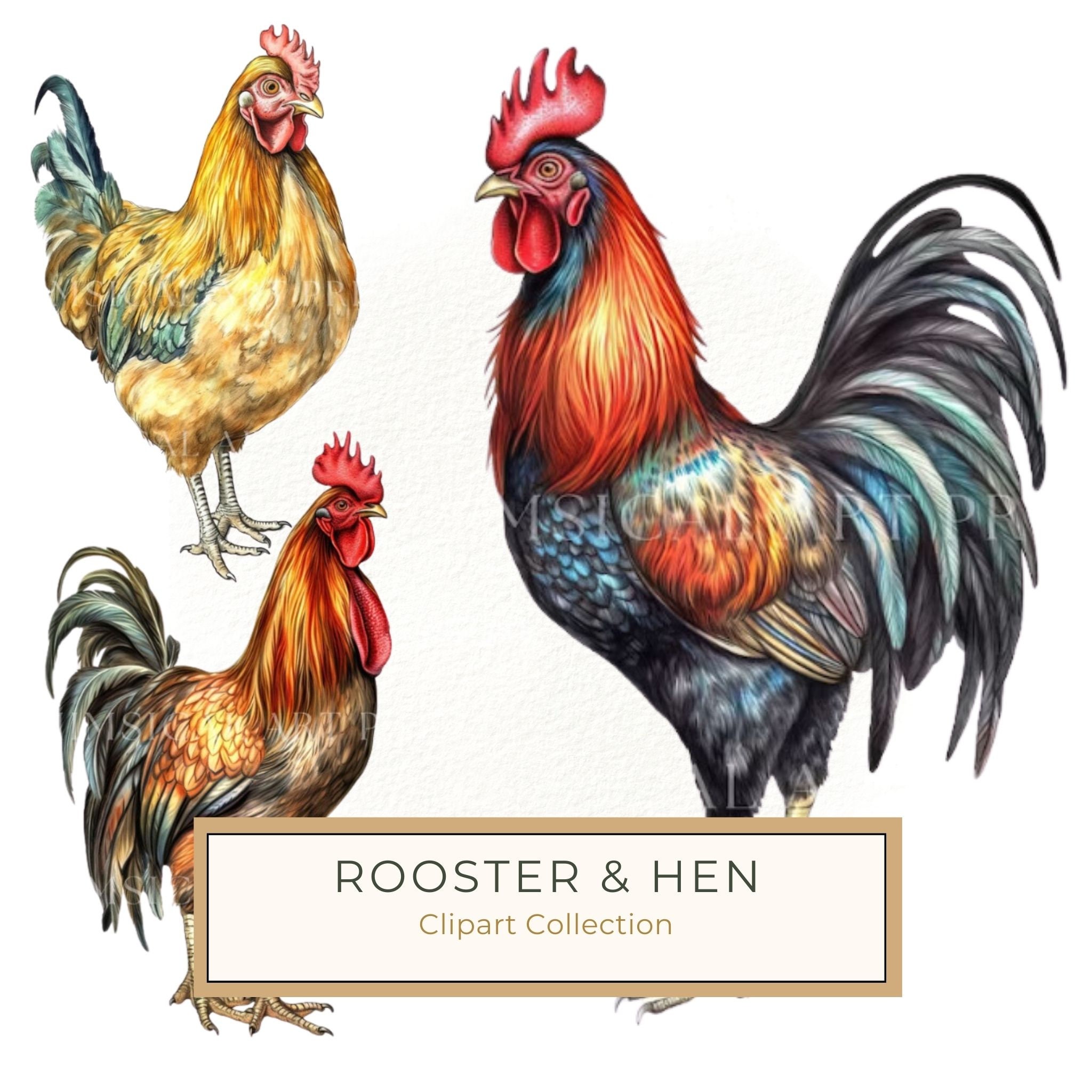 Watercolor Rooster Clipart: Farmhouse Rustic PNG JPG (Digital Download)