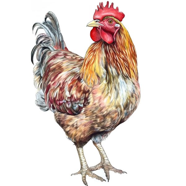 Watercolor Rooster Clipart: Farmhouse Rustic PNG JPG (Digital Download) — image 10