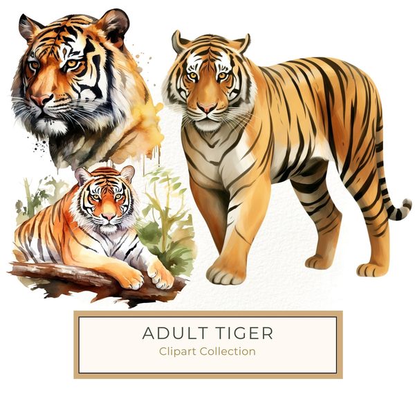 Watercolor Tiger Clipart: Animal Portrait PNG JPG (Commercial Use)