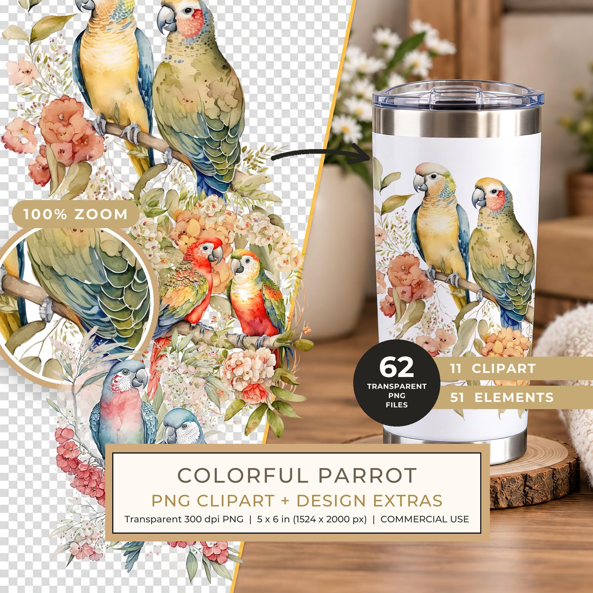 Colorful Parrot Clipart PNG - Commercial Use