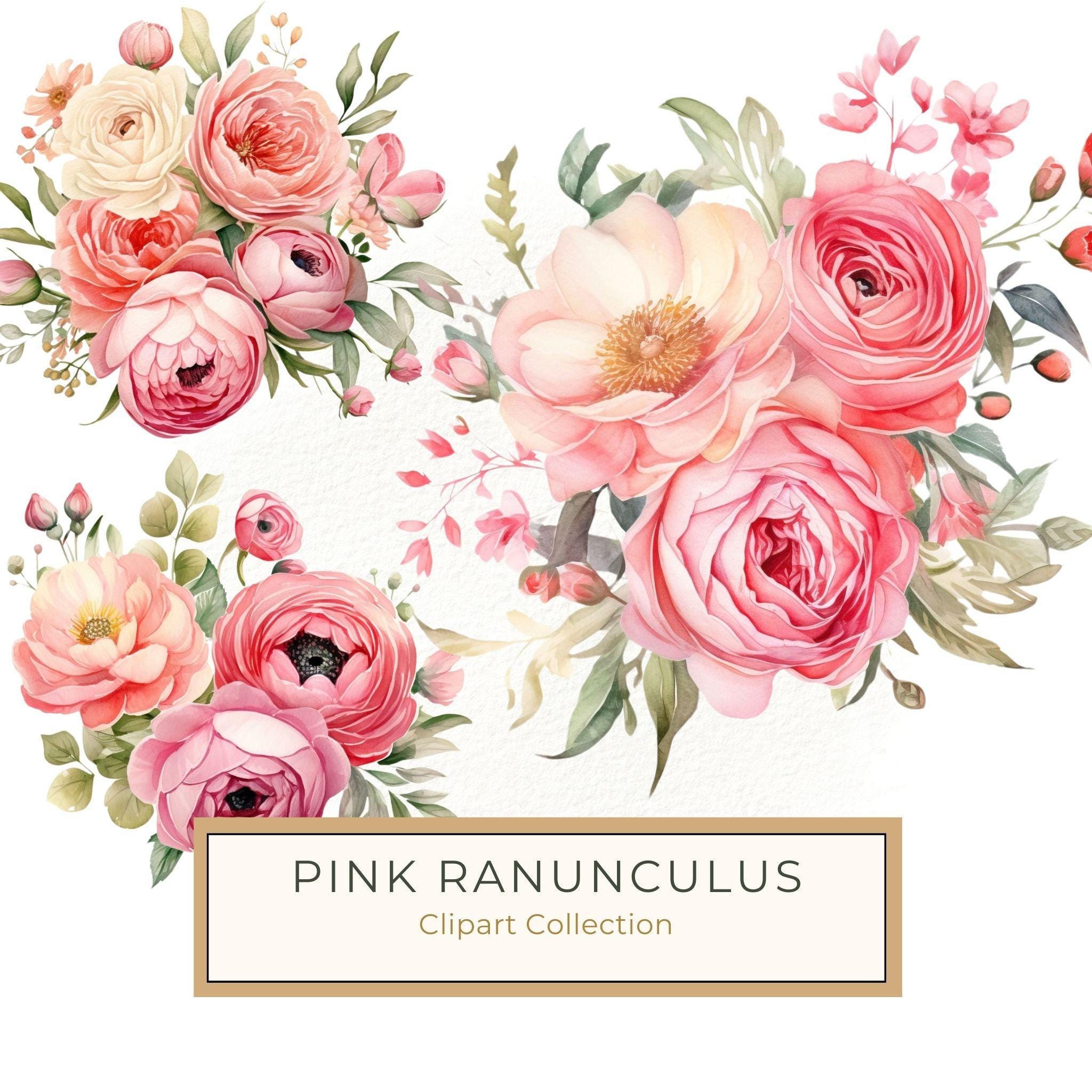 Pink Ranunculus Watercolor Clipart: Flower Bouquet PNG JPG (Digital Download)