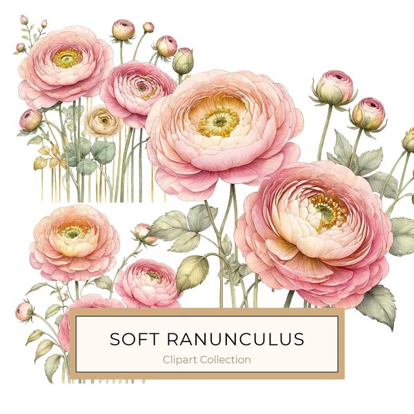 Watercolor Ranunculus Clipart: Pink & Cream Floral Designs (JPG, PNG)