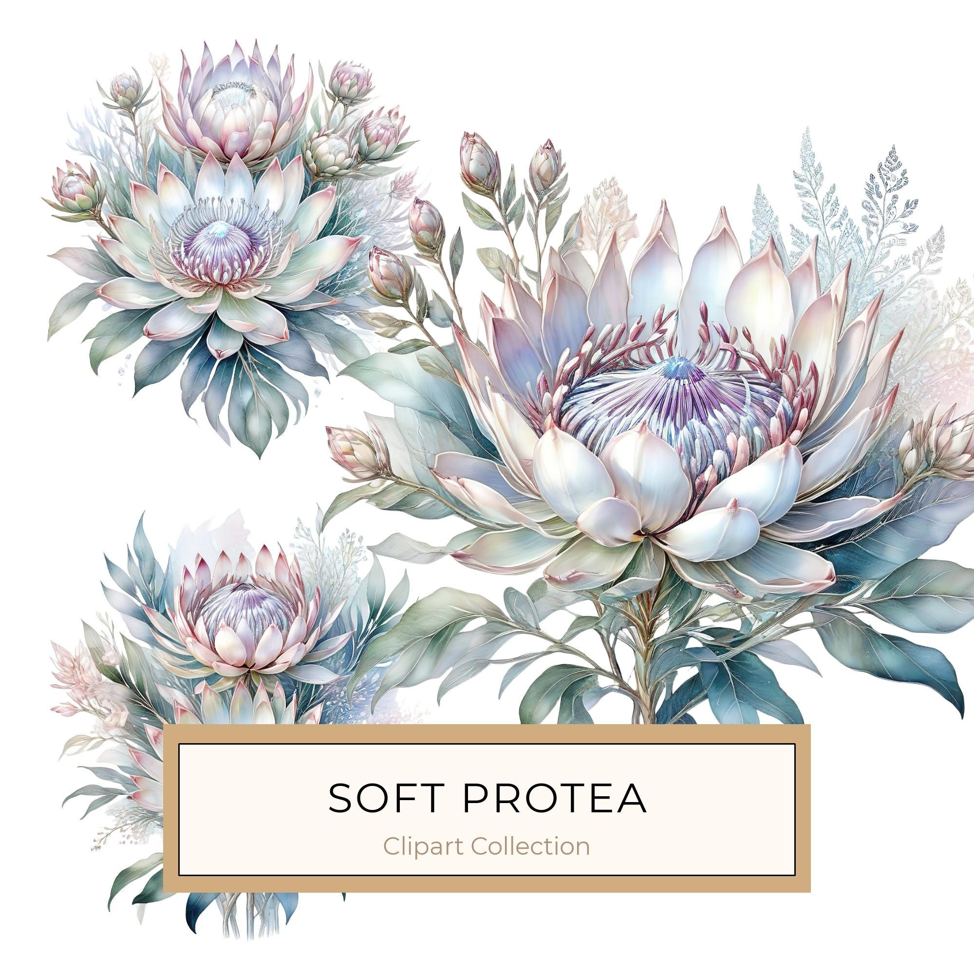Watercolor Protea Clipart Set: Soft Pastel Floral PNG JPGs (Digital Download)