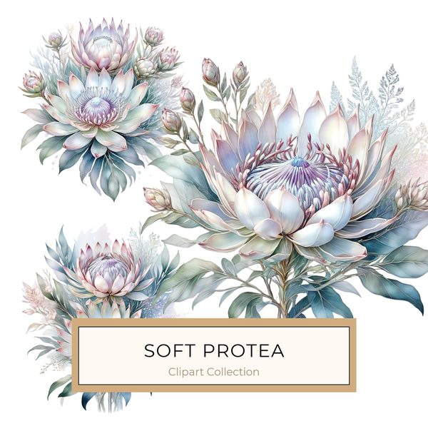 Watercolor Protea Clipart Set: Soft Pastel Floral PNG JPGs (Digital Download)