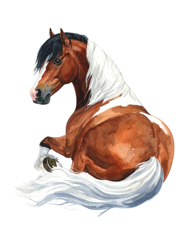 18 Gypsy Vanner Horse Clipart - Watercolor Horse PNG (Digital Download, Commercial Use) — image 2