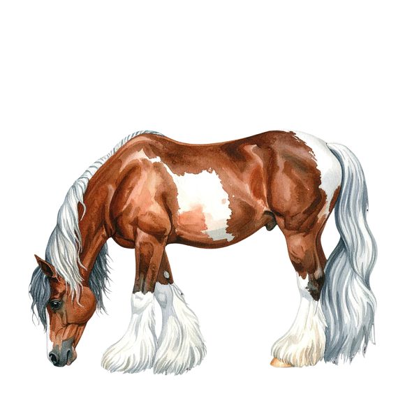 18 Gypsy Vanner Horse Clipart - Watercolor Horse PNG (Digital Download, Commercial Use) — image 6