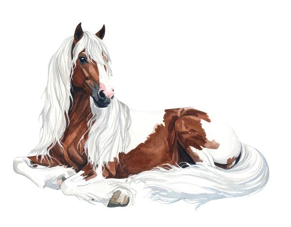18 Gypsy Vanner Horse Clipart - Watercolor Horse PNG (Digital Download, Commercial Use) — image 8