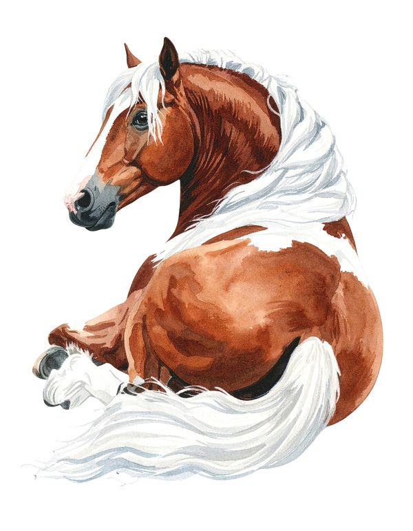 18 Gypsy Vanner Horse Clipart - Watercolor Horse PNG (Digital Download, Commercial Use) — image 10
