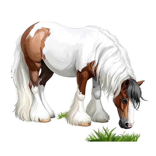 18 Gypsy Vanner Horse Clipart - Watercolor Horse PNG (Digital Download, Commercial Use) — image 11