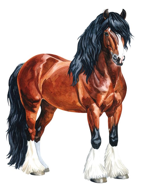 18 Gypsy Vanner Horse Clipart - Watercolor Horse PNG (Digital Download, Commercial Use) — image 12