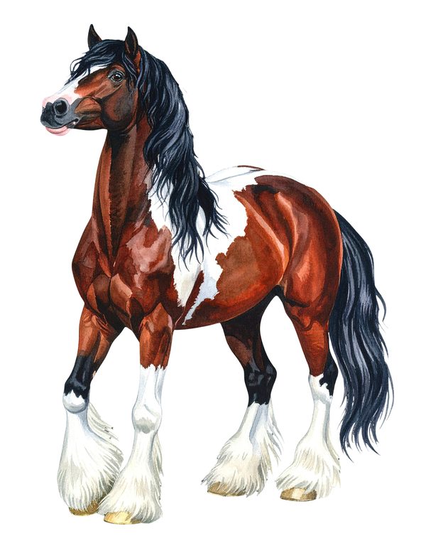 18 Gypsy Vanner Horse Clipart - Watercolor Horse PNG (Digital Download, Commercial Use) — image 13