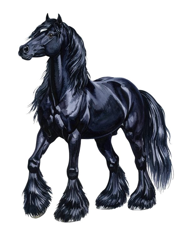 18 Gypsy Vanner Horse Clipart - Watercolor Horse PNG (Digital Download, Commercial Use) — image 14