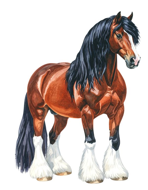 18 Gypsy Vanner Horse Clipart - Watercolor Horse PNG (Digital Download, Commercial Use) — image 15