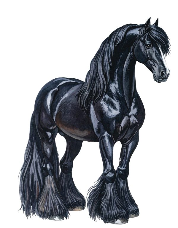18 Gypsy Vanner Horse Clipart - Watercolor Horse PNG (Digital Download, Commercial Use) — image 16