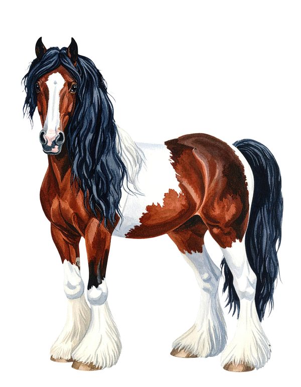 18 Gypsy Vanner Horse Clipart - Watercolor Horse PNG (Digital Download, Commercial Use) — image 17
