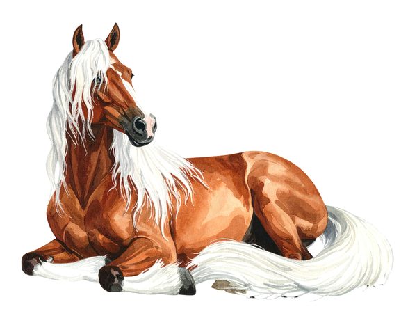 18 Gypsy Vanner Horse Clipart - Watercolor Horse PNG (Digital Download, Commercial Use) — image 18