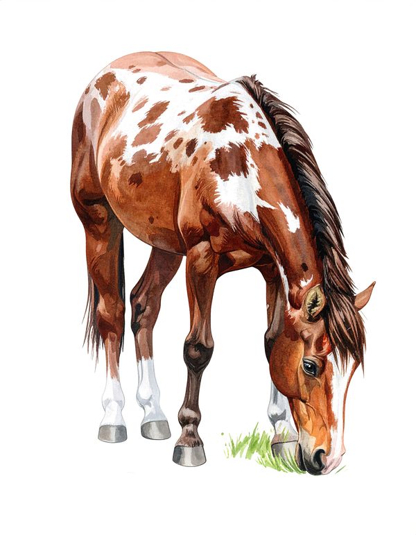 13 Pinto Paint Horse Clipart - Watercolor Horse PNG (Digital Download, Commercial Use) — image 3