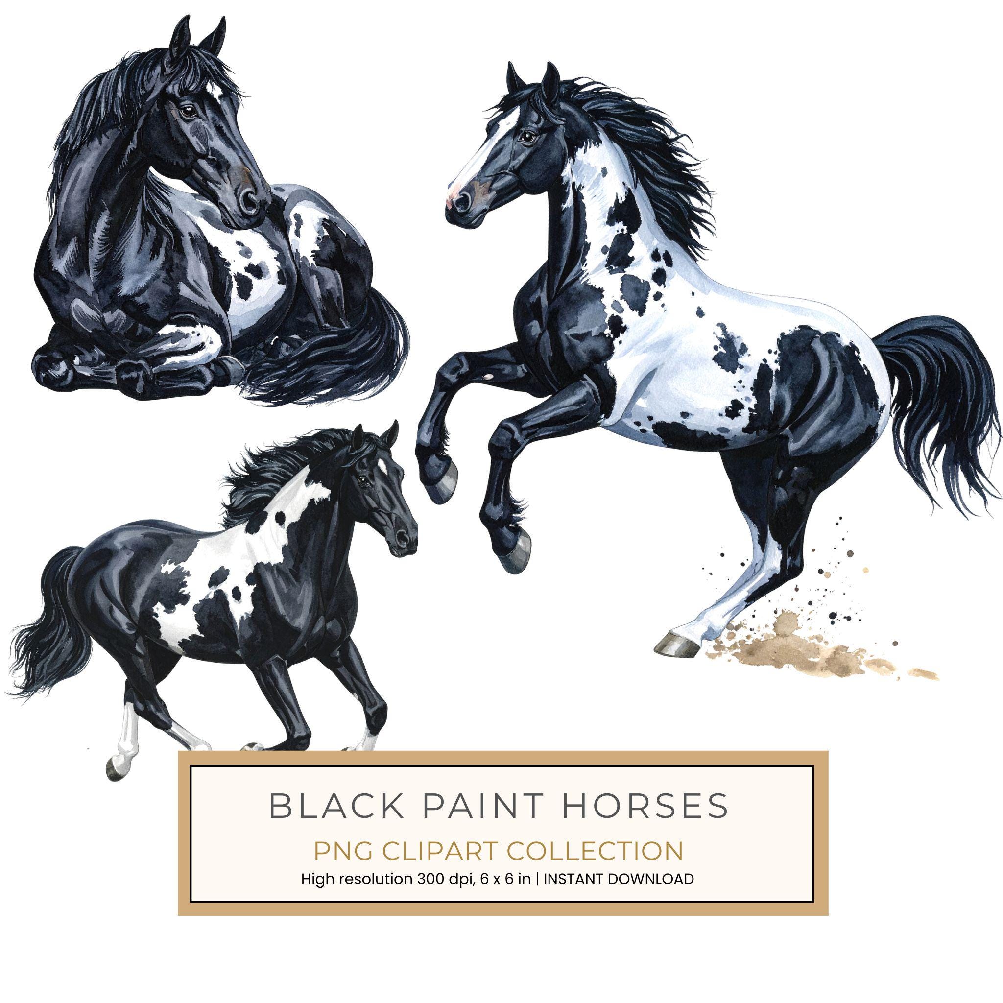 13 Piebald Horse Clipart - Western Black Paint Pony PNG (Digital Download, Commercial Use)