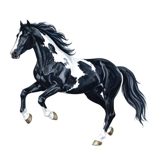13 Piebald Horse Clipart - Western Black Paint Pony PNG (Digital Download, Commercial Use) — image 1