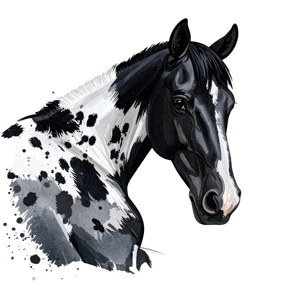 13 Piebald Horse Clipart - Western Black Paint Pony PNG (Digital Download, Commercial Use) — image 2