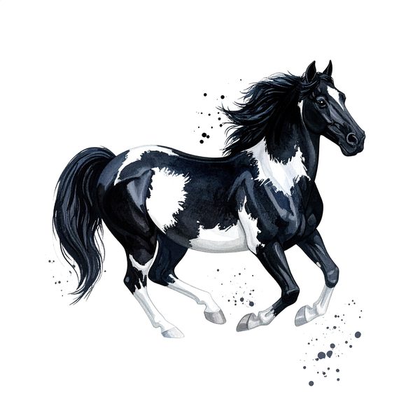 13 Piebald Horse Clipart - Western Black Paint Pony PNG (Digital Download, Commercial Use) — image 3